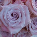 Rosas o diamantes? Rosas o diamantes?