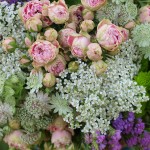 Flores de pitimini II Flores de pitimini II