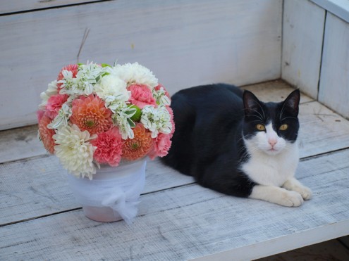 Flores para Atia Flores para Atia