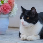 FLores para Atia Flores para Atia